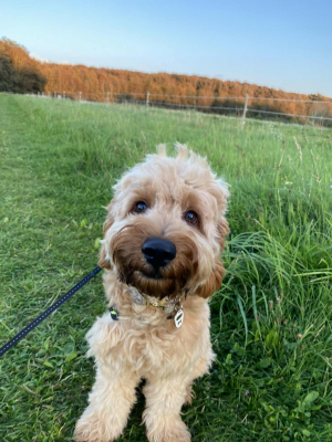 Folivers Hund Bølle Folivers Hund Bølle